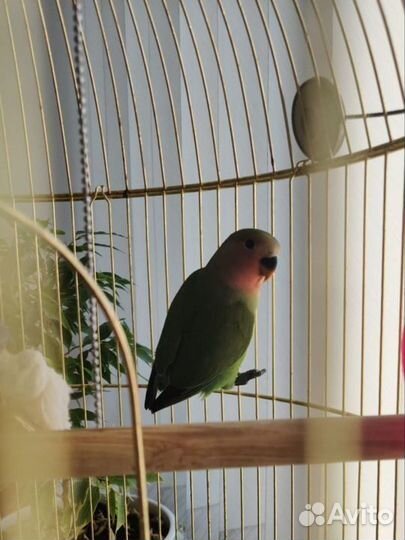 Птенцы неразлучников