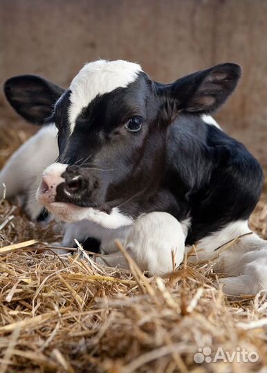 Продаю теленка тëлку