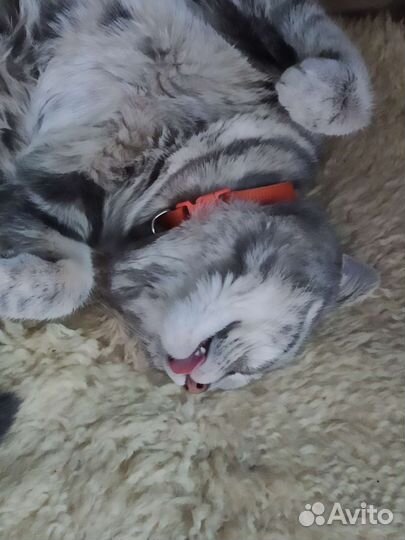 Кошка в добрые руки