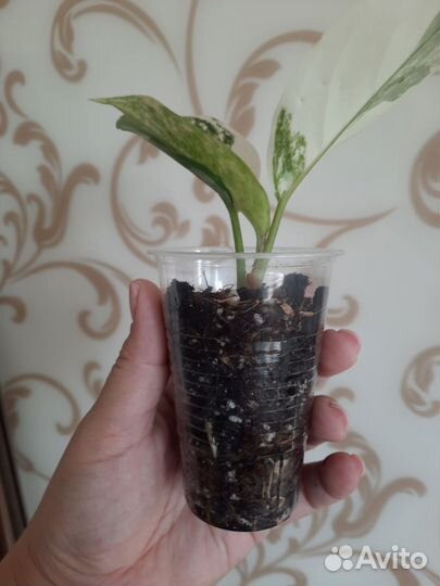 Аглаонема Siam Jade