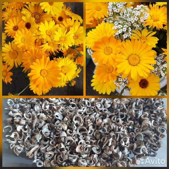 Семена однолеток и многолеток