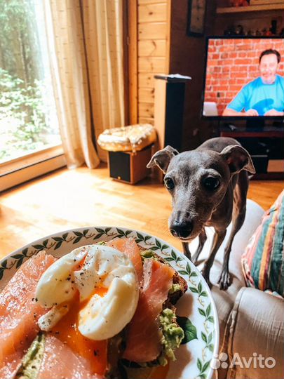 Передержка животных/ догситтер/ кэтситтер