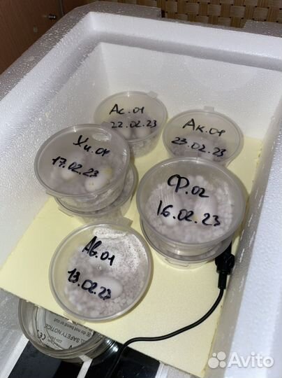 Самодельный инкубатор для рептилий