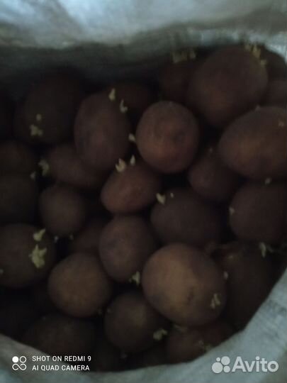 Семенной картофель