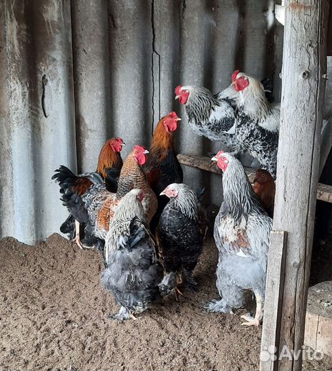 Петухи брама