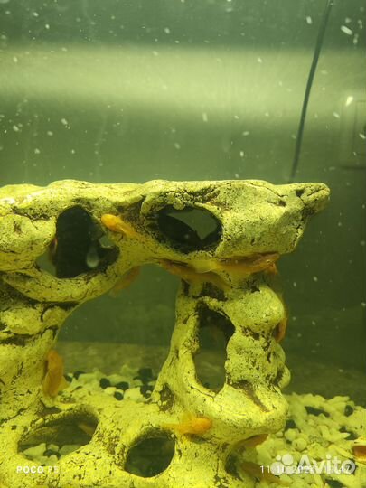 Сомики Анциструсы