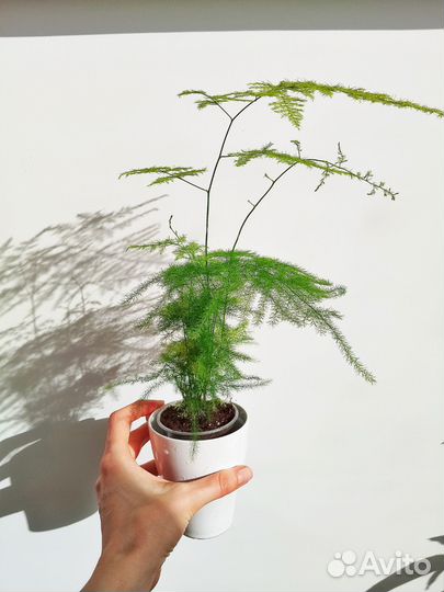 Аспарагус перистый, замиокулькас