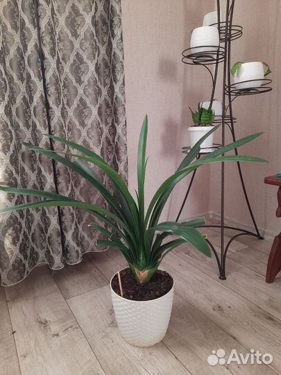 Кливия киноварная