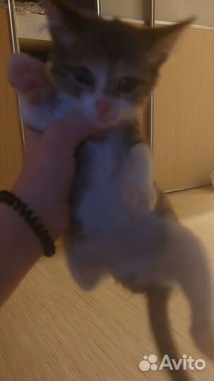 Котенок в добрые руки