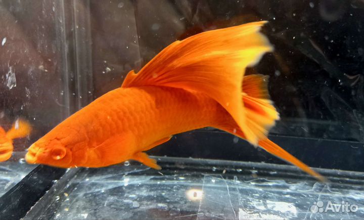 Меченосцы и гуппи