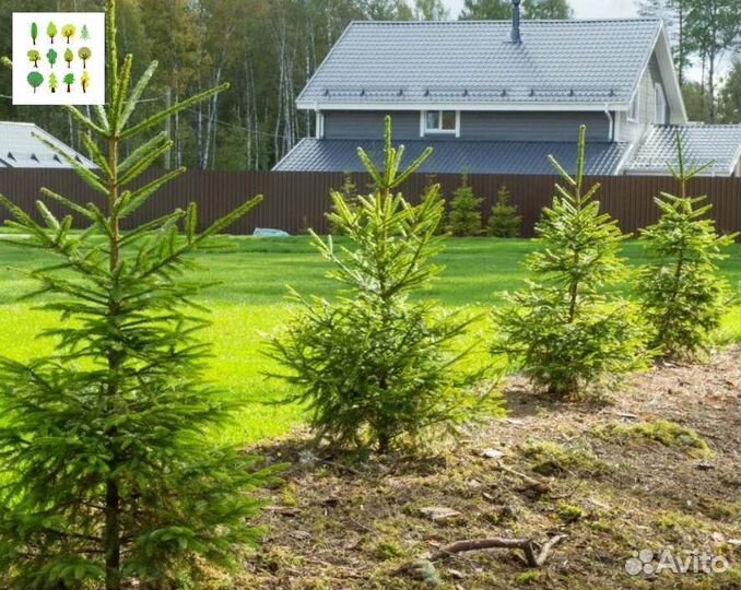 Крупномеры ели с гарантией опт