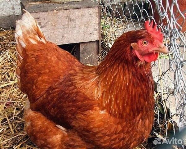 Куры несушки Белые