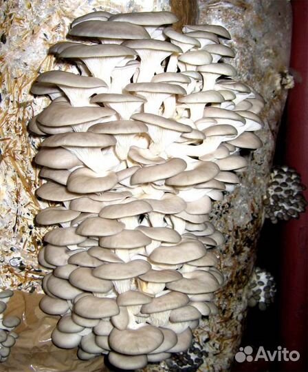 Мицелий Вешенки, семена грибов