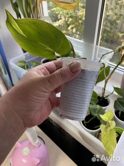 Комнатные растения