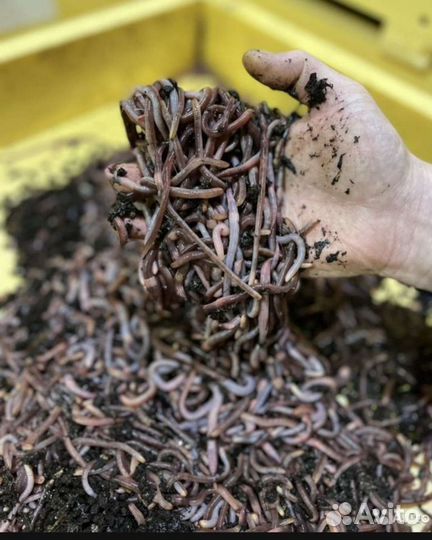 Черви дендробена