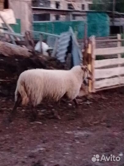 Овца третий окот