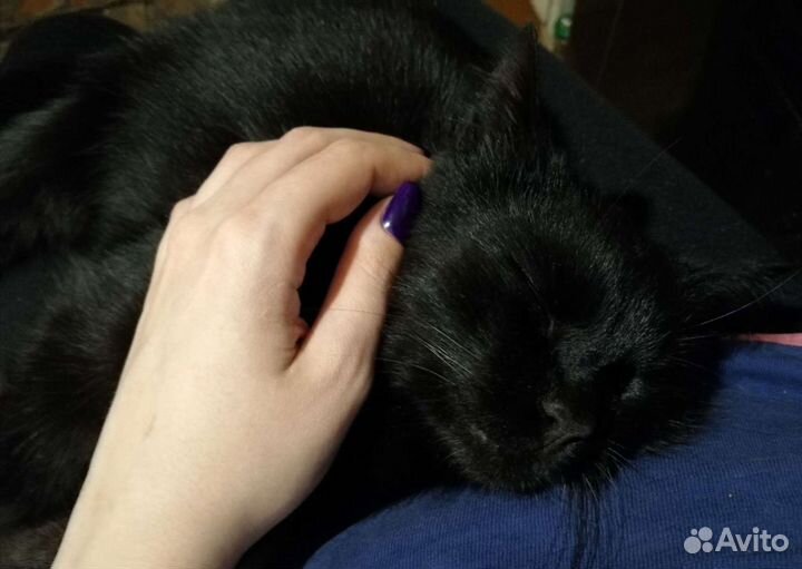 Передержка животных (только кошки)