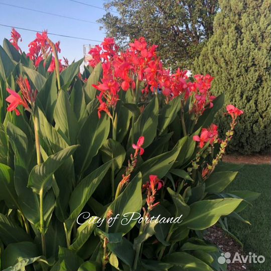 Канны 8 сортов