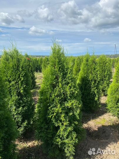 Туя Смарагд 140 см из питомника