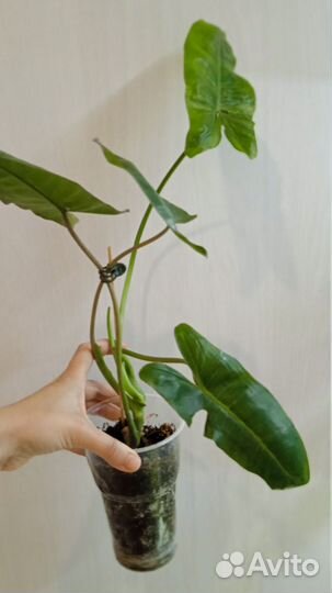 Филодендрон Параисо верде