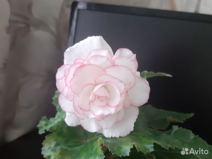 Бегония Шанель