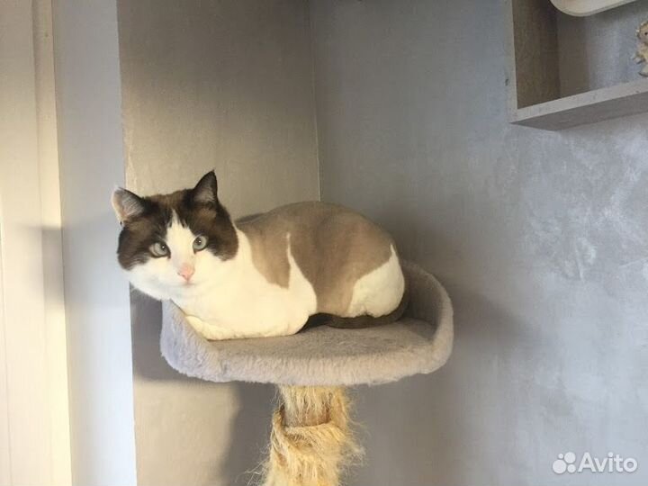 Стрижка кошек и котов на дому. Все р-ны С-Пб