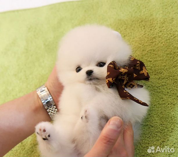 Плюшевые мишки на подарок с доставкой на дом