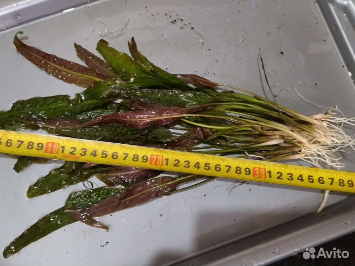 Аквариумные водоросли