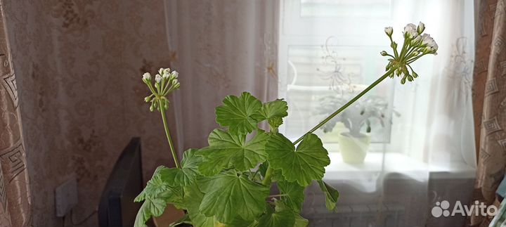 Пеларгония (герань) сортовая April snow