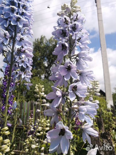 Дельфиниум новозеландский семена