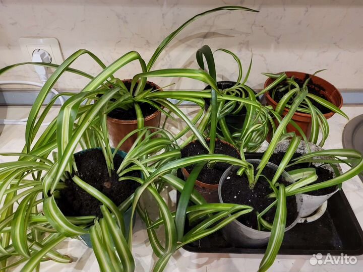 Хлорофитум кудрявый