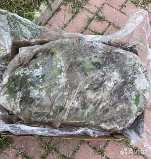 Девичий виноград