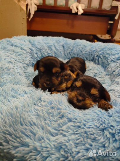 Щенки йорки мини