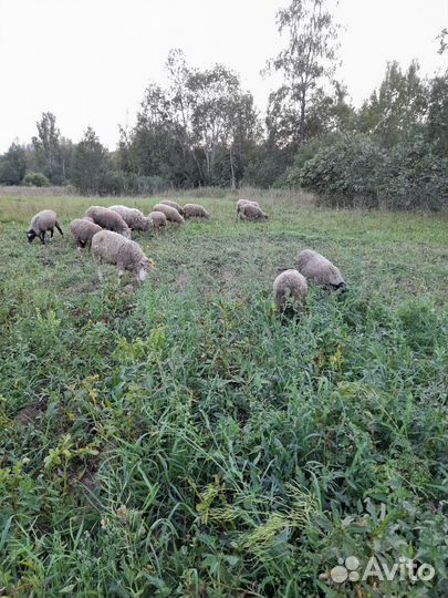 Овцы бараны ягнята