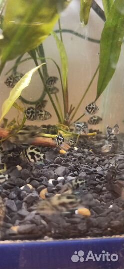 Рыба попугай сапфировый