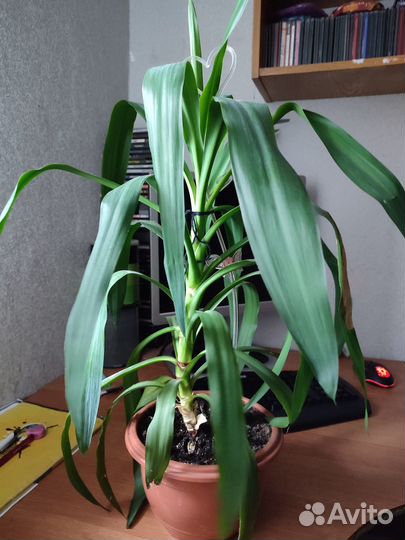 Пальма юкка