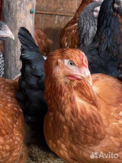 Куры несушки