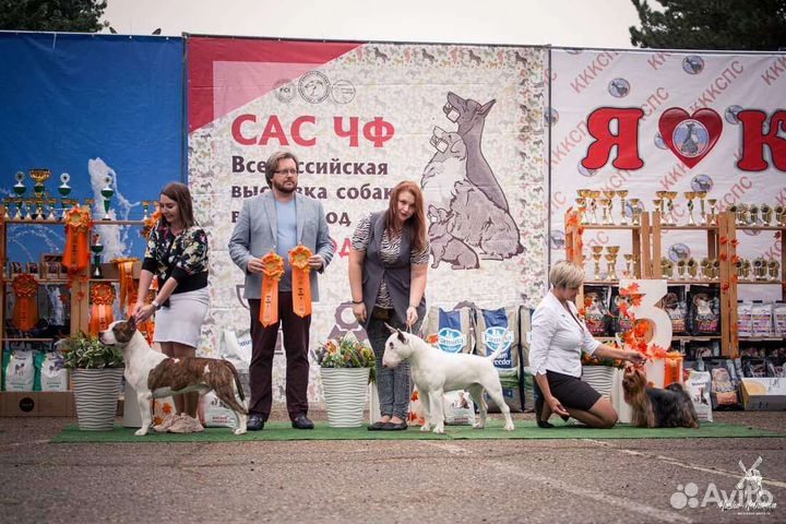 Услуги хендлера