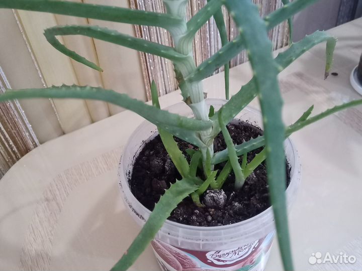 Алоэ столетник лечебный