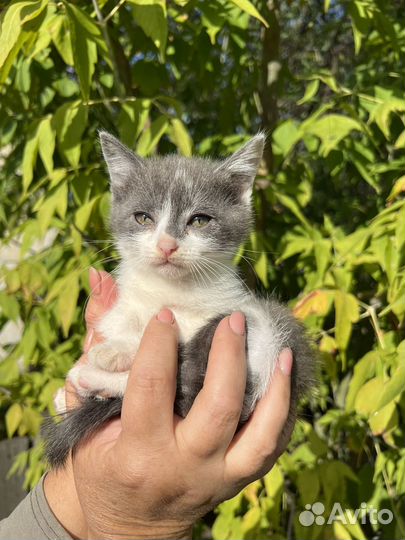 Кошки бесплатно