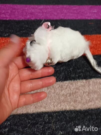 Игрушка для питомца