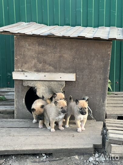 Щенки бесплатно