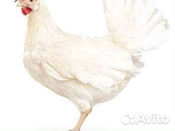 Фабричное инкубационное яйцо