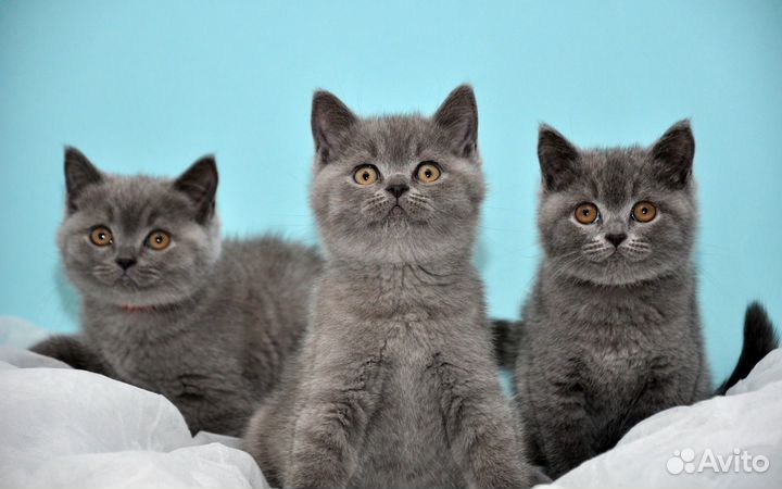 1 кот и 2 кошки