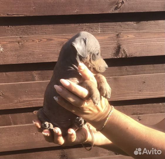 Девочки и мальчики агт