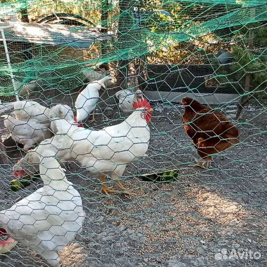 Молодые петухи на племя или убой