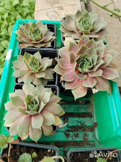 Молодило каменная роза