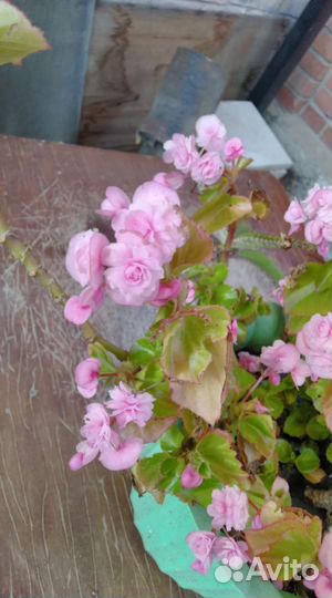 Бегония вечноцветущая махровая