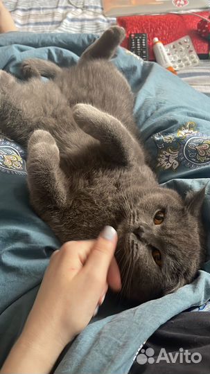 Британская кошка