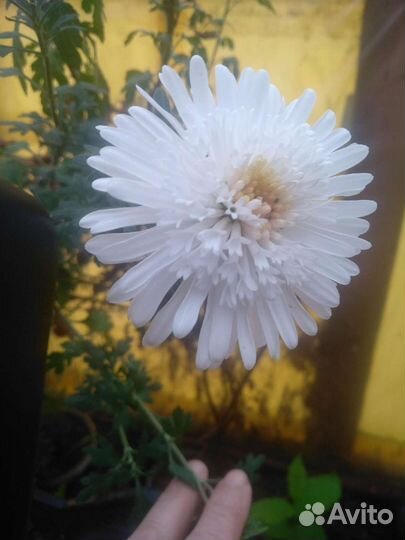 Хризантемы